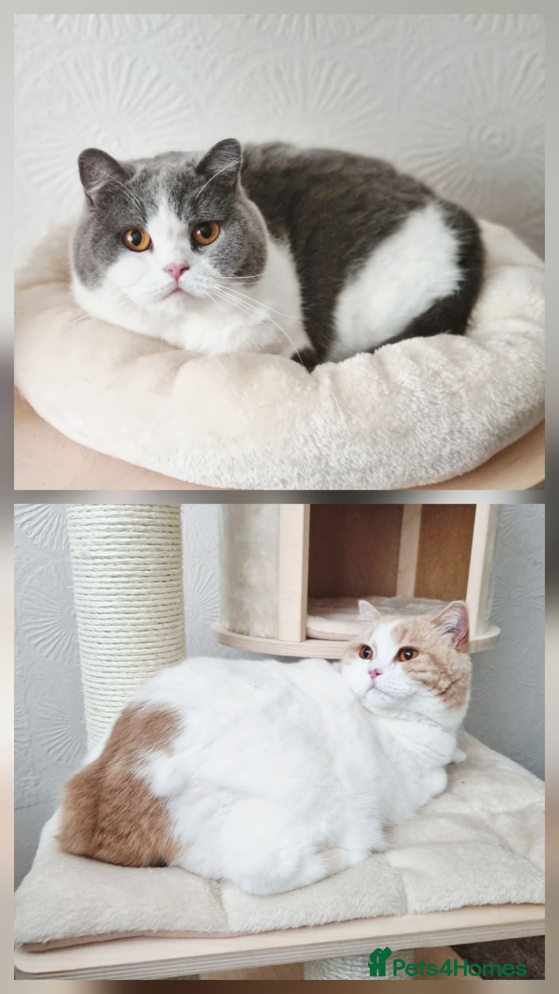 British Shorthair cats Two Beautiful British Shorthair Females  - Advert 8