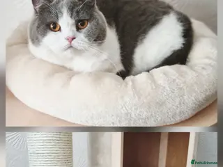 British Shorthair cats Two Beautiful British Shorthair Females - Advert 8