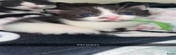 Mixed Breed cats for sale: Beautiful kittens🤍 - Advert 8