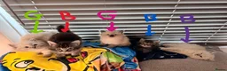 Mixed Breed cats for sale: 5 fluffy beautyful longhair ragdoll cross kitten - Advert 2