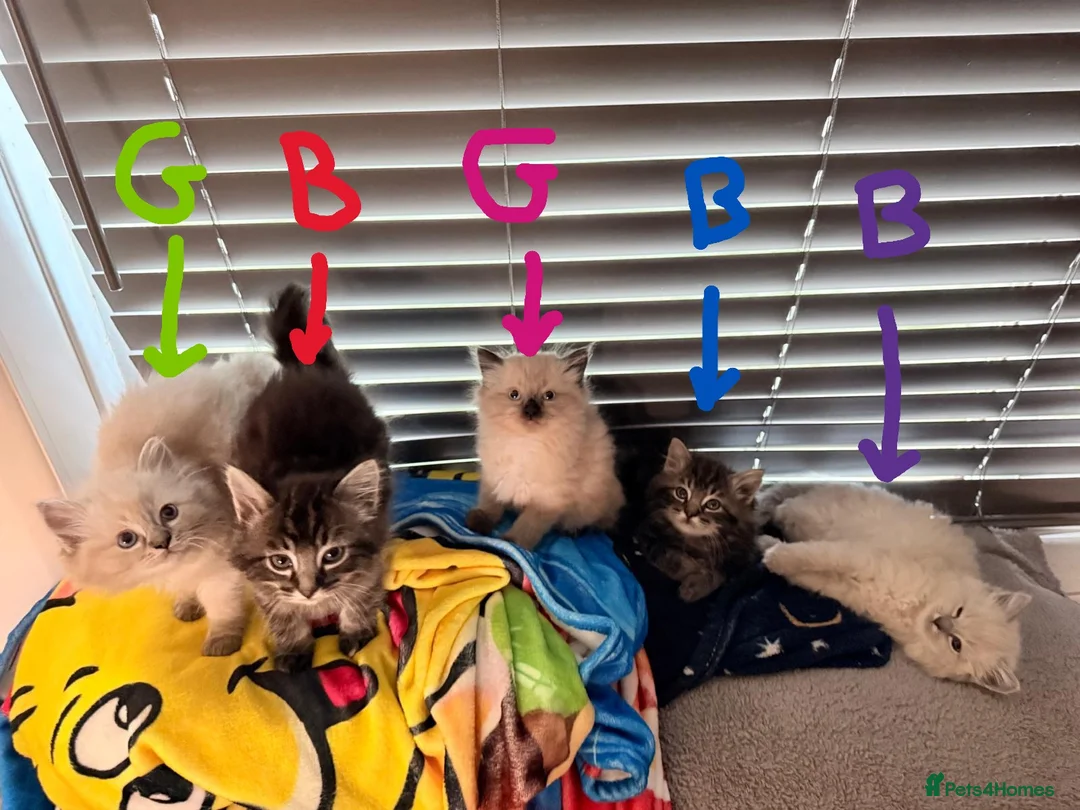 Mixed Breed cats for sale: 5 fluffy beautyful longhair ragdoll cross kitten - Advert 2