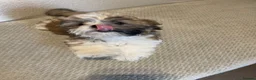Shih Tzu dogs for sale:  🌟 Beautiful Female Puppy Ready Ready to go🌟 - Advert 1