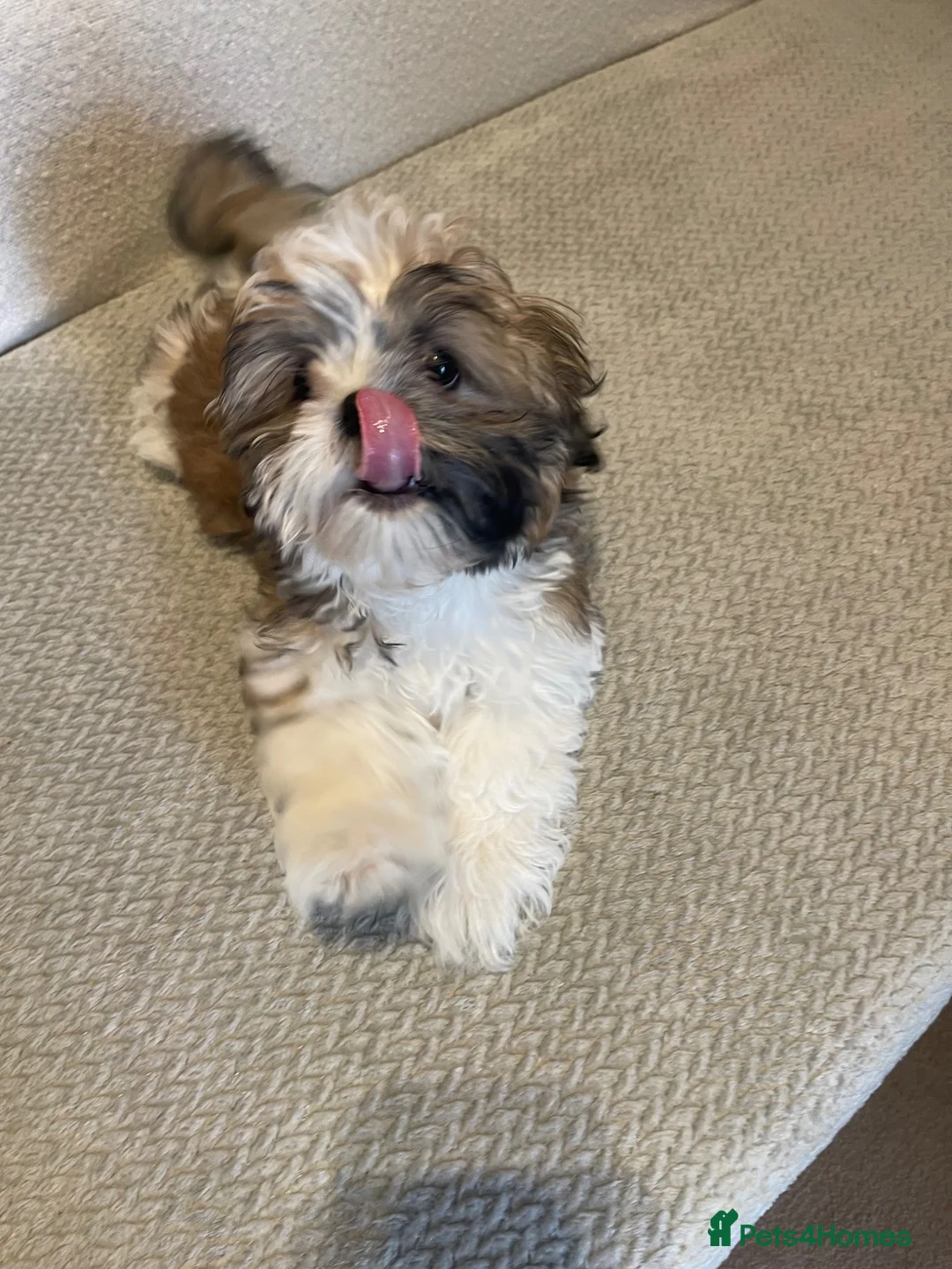 Shih Tzu dogs for sale:  🌟 Beautiful Female Puppy Ready Ready to go🌟 - Advert 1