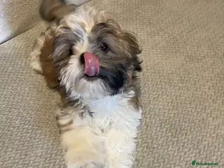 Shih Tzu dogs 🌟 Beautiful Female Puppy Ready Ready to go🌟 - Advert 2