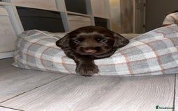 Sprocker dogs for sale: Beautiful sprocker puppies  - Image 2