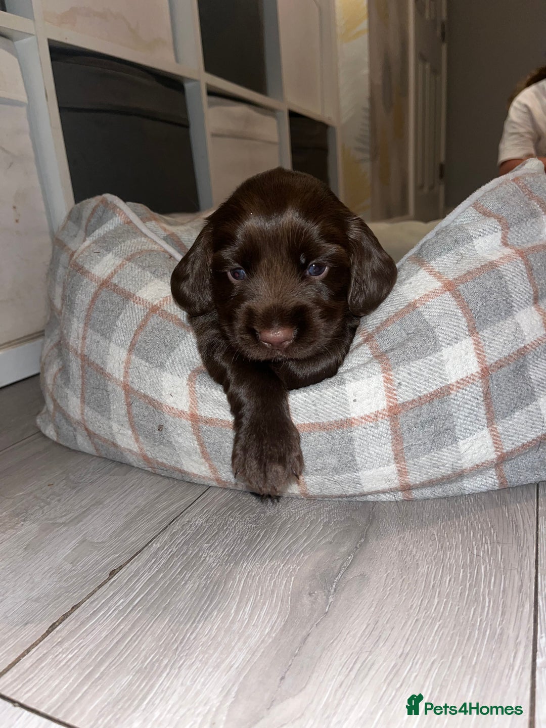Sprocker dogs for sale: Beautiful sprocker puppies  - Image 2