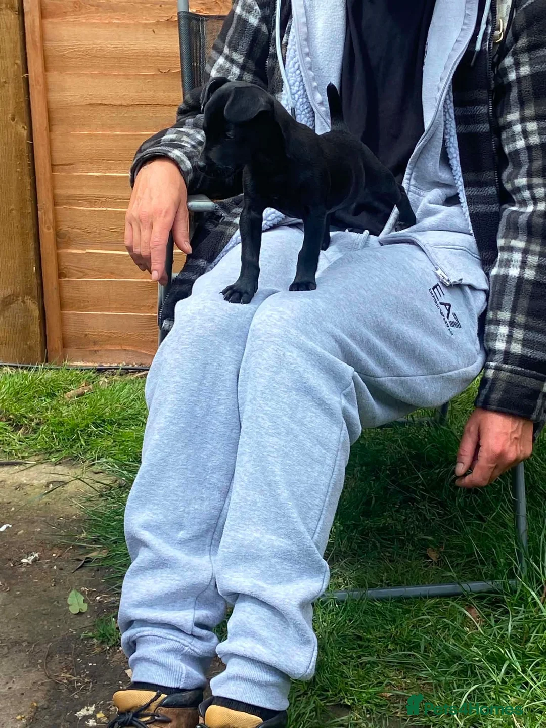 Patterdale Terrier dogs for sale: Lovely puppy for a forever home  - Advert 3