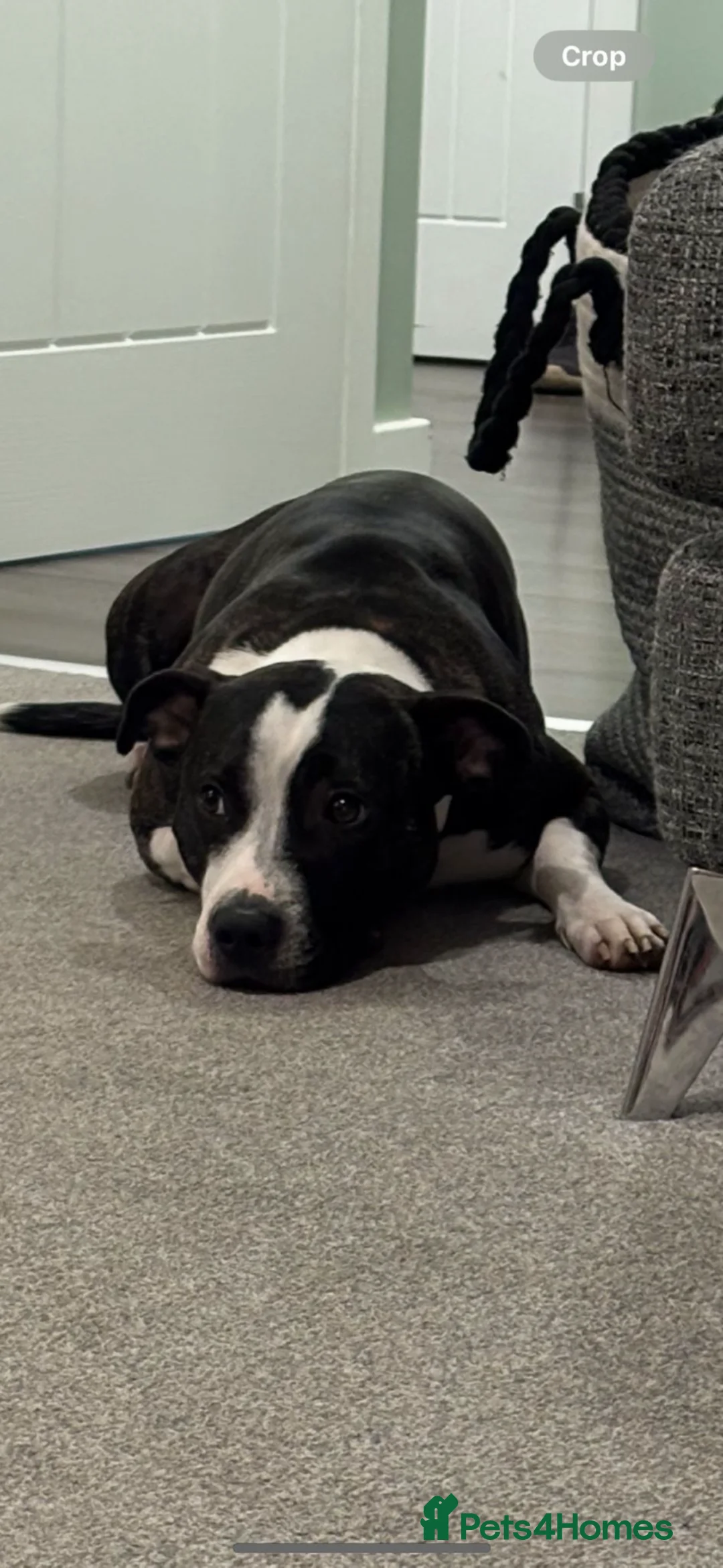 Staffordshire Bull Terrier dogs for sale: Beautiful litre of staffs for sale  in Colchester - Advert 2