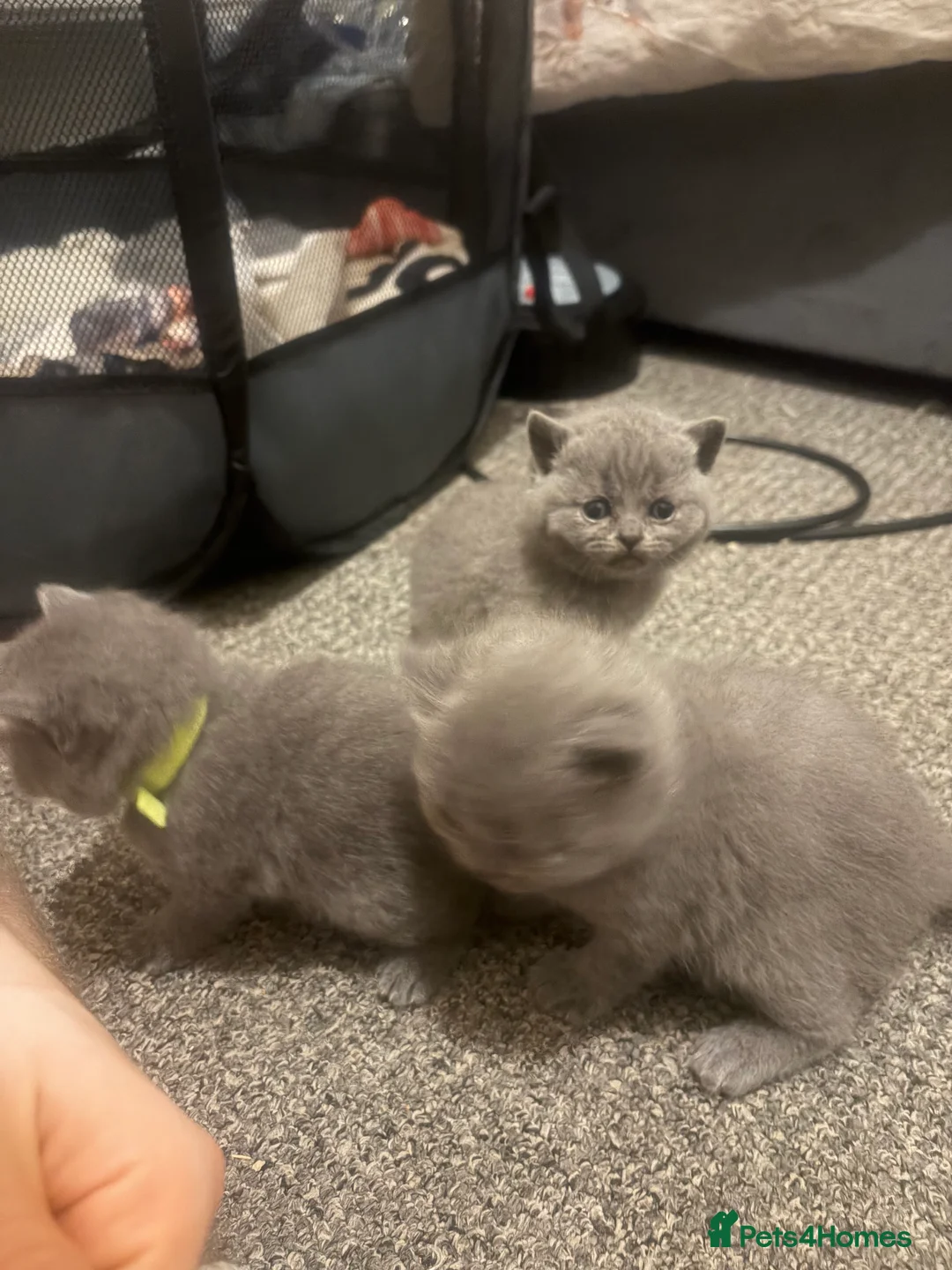 British Shorthair cats for sale: 5 Blue British shorthair kittens  - Advert 4