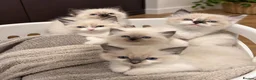 Ragdoll cats for sale: 5 Ragdoll kittens for sale. 6 weeks old.  - Advert 2