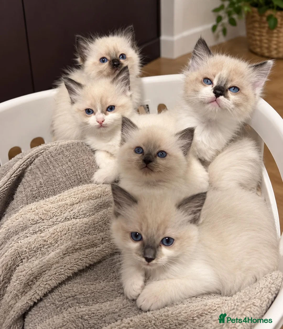 Ragdoll cats for sale: 5 Ragdoll kittens for sale. 6 weeks old.  - Advert 2