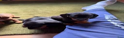 Dachshund dogs for sale: Standard kc Dachshund puppys  in Halifax - Advert 14