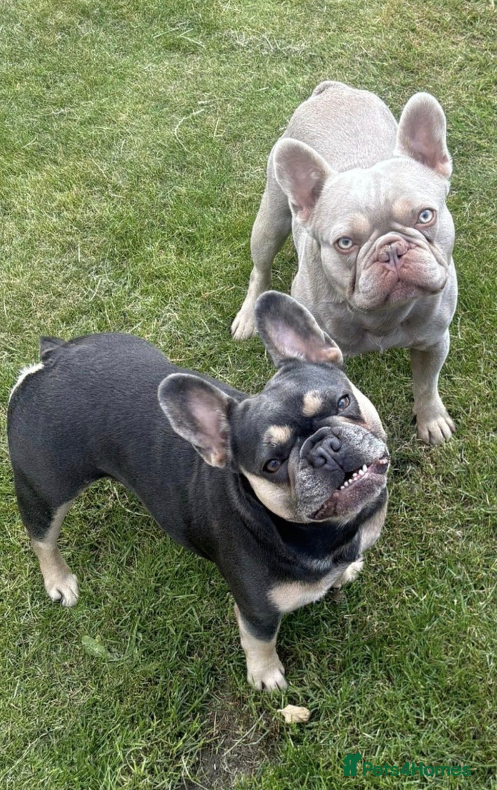 French Bulldog dogs French Bulldog Pups - Advert 2