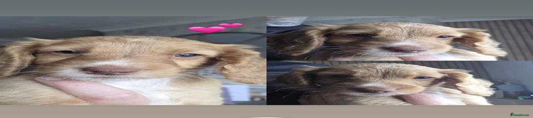 Cockapoo Puppy 4