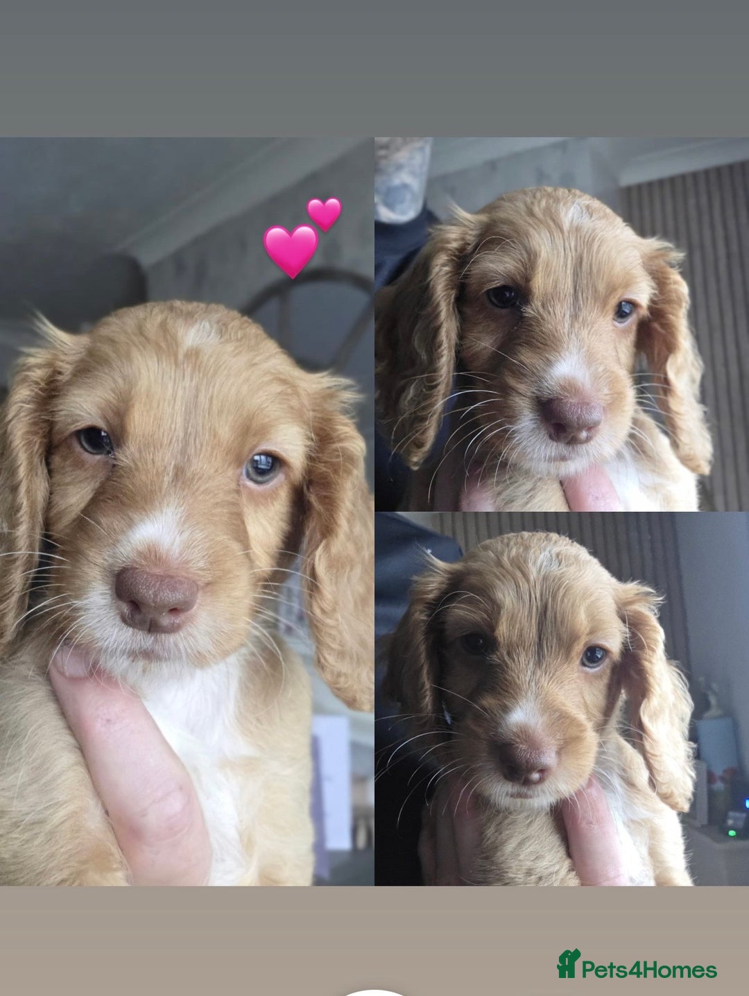 Cockapoo dogs for sale: Beautiful cockapoo’s  - Image 4