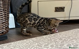 Bengal cats for sale: Pedigree TICA Bengal Brown Rosetted Male Kitten - Image 25