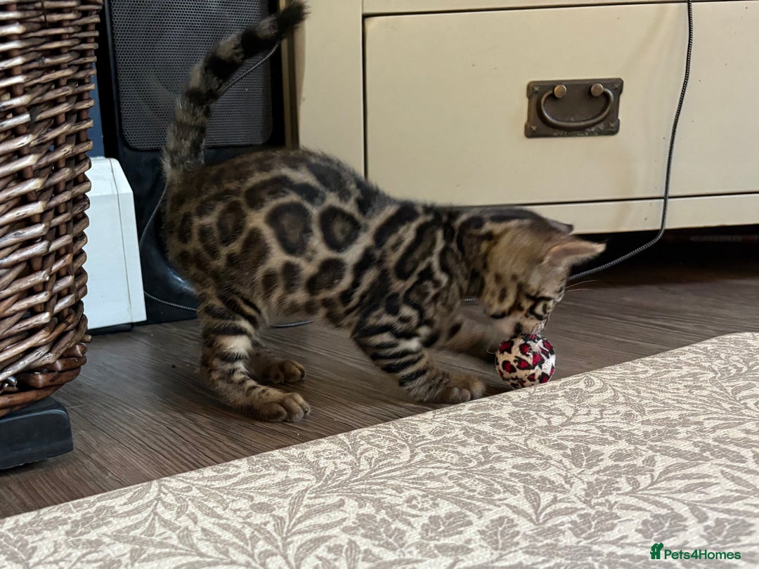 Bengal cats for sale: Pedigree TICA Bengal Brown Rosetted Male Kitten - Image 25
