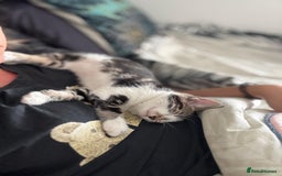 Bengal cats for sale: Half Bengal Kittens - Image 5