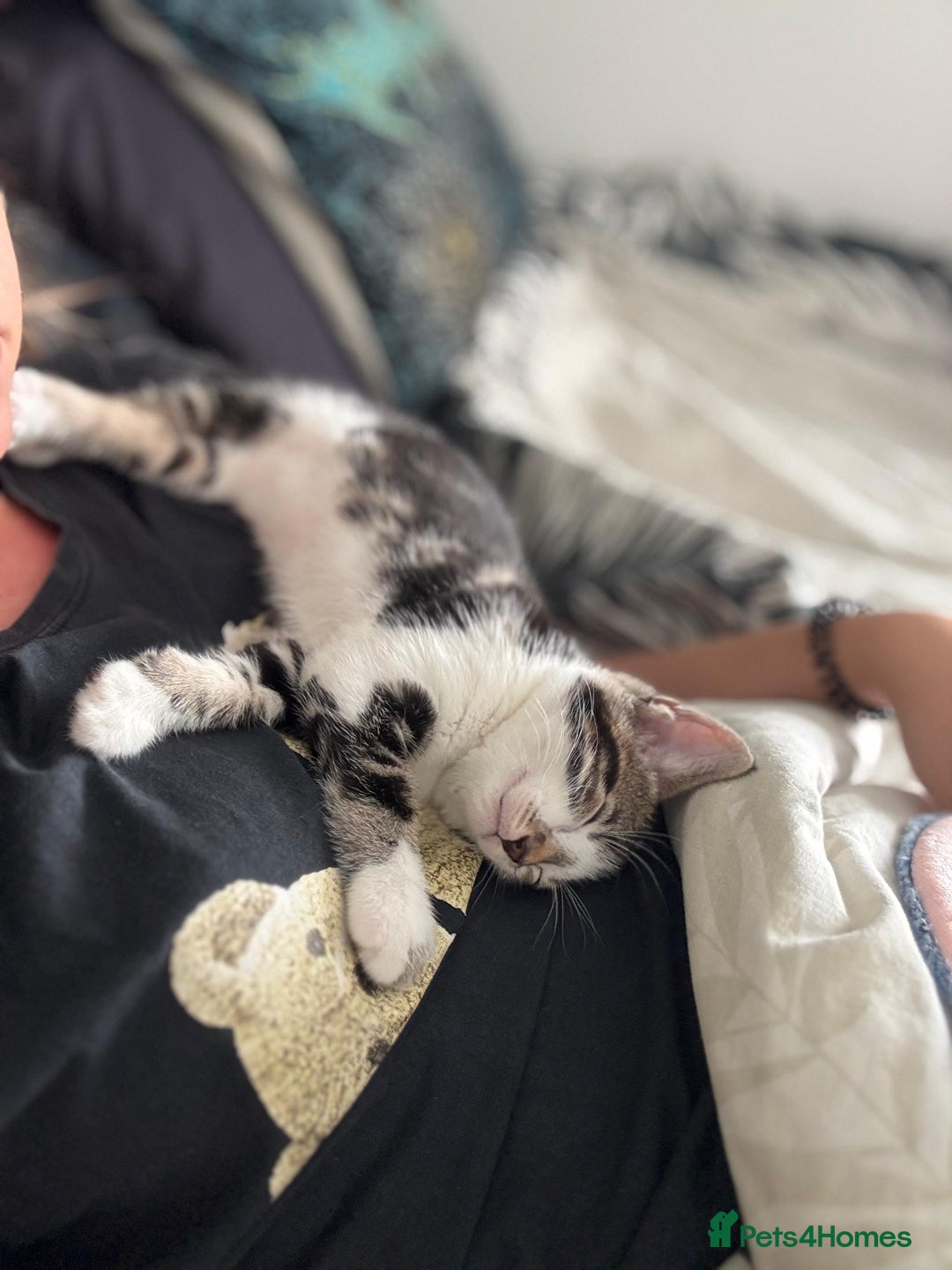 Bengal cats for sale: Half Bengal Kittens - Image 5