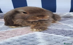 Mini Lop rabbits for sale: Mini lops boys ready to leave  - Image 3