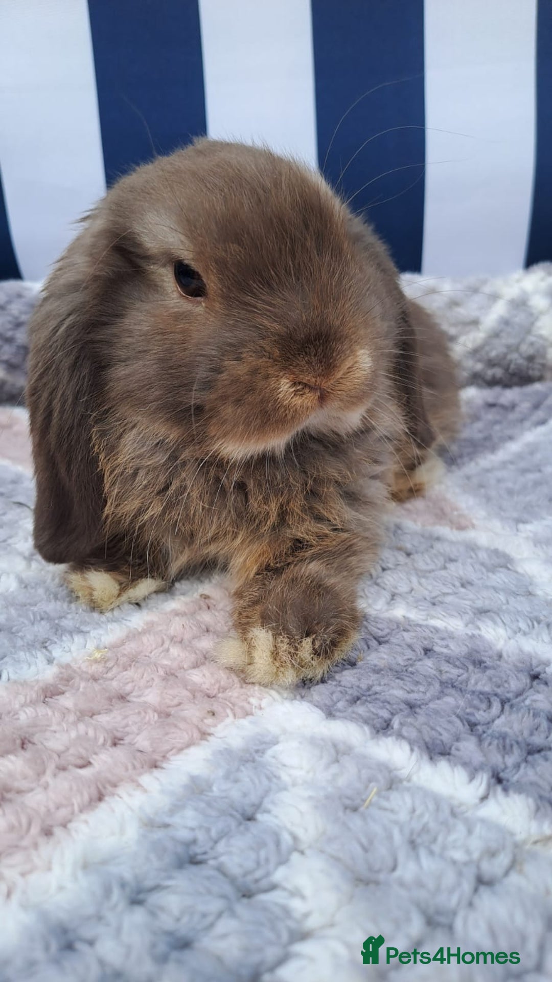 Mini Lop rabbits for sale: Mini lops boys ready to leave  - Image 3