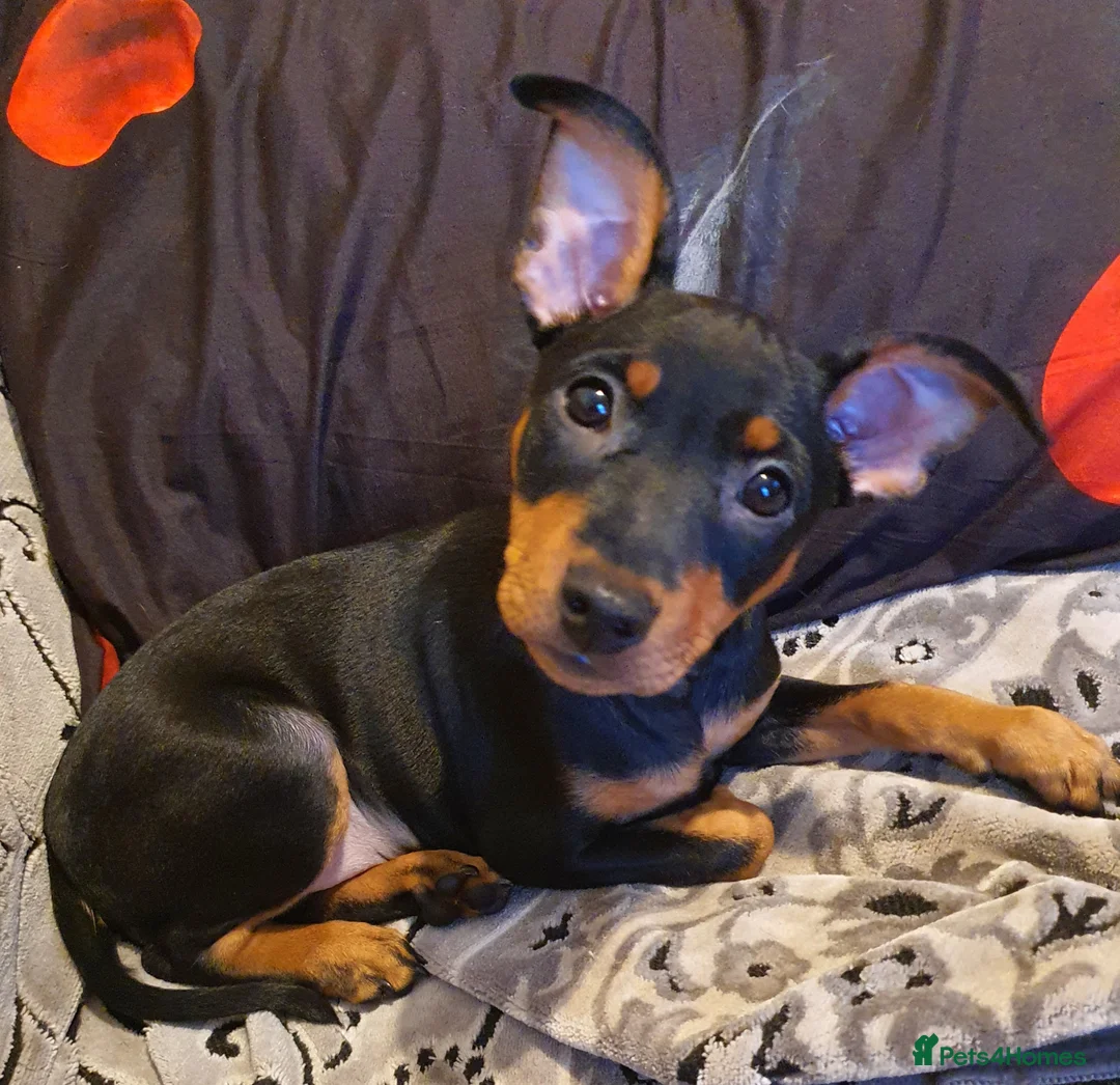 Miniature Pinscher dogs for sale: Miniature Pinscher puppies, KC registered - Advert 17