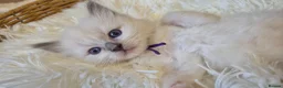 Ragdoll cats for sale: Our beautiful ragdolls 🐾 (ONLY 2 LEFT) - Advert 15