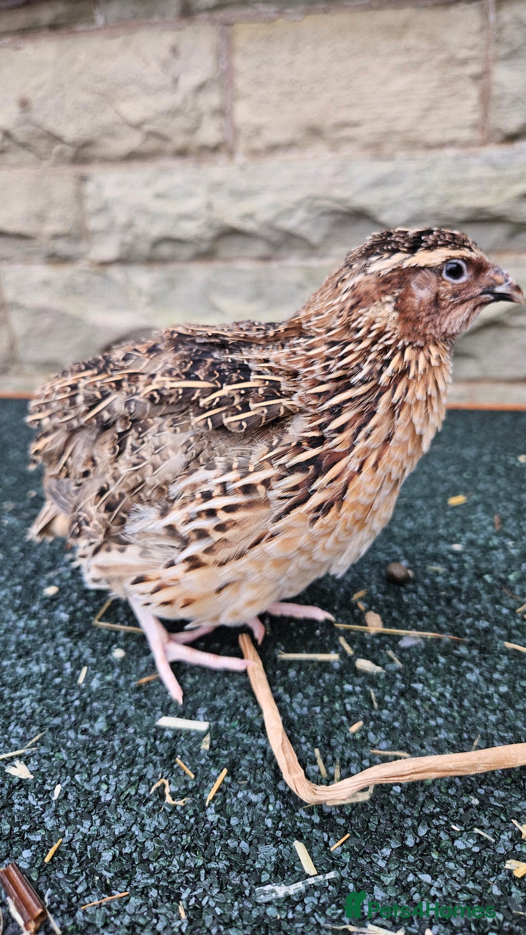 Quail poultry for sale: Japanese Quail – Young Birds Available - Advert 21