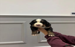 Bernese Mountain Dog dogs for sale: Beautiful Bernese Mountain Dog Puppies for Sale 🐾 - Image 8