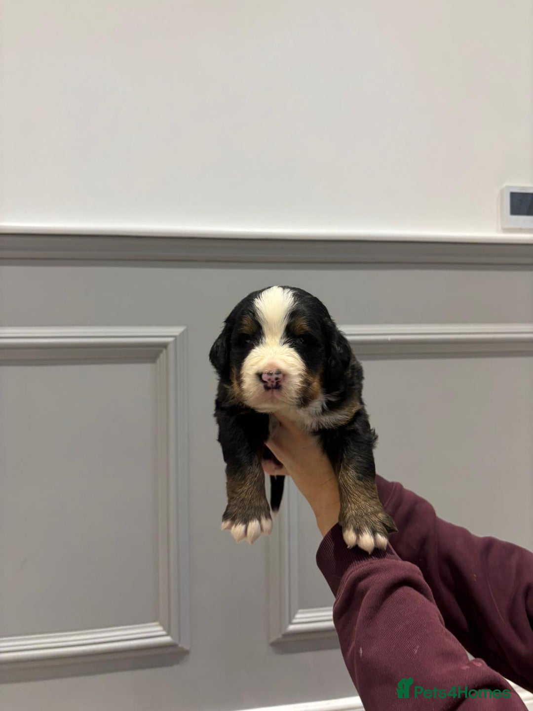 Bernese Mountain Dog dogs for sale: Beautiful Bernese Mountain Dog Puppies for Sale 🐾 - Image 8