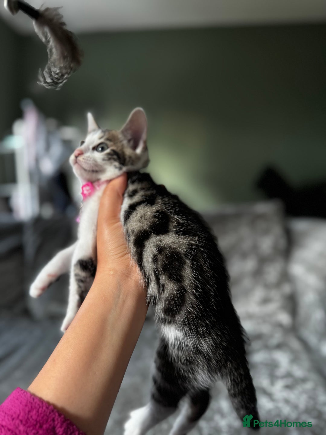 British Shorthair cats for sale: ✨🍑 PEACH & PISTACHIO 💚✨ - Image 4