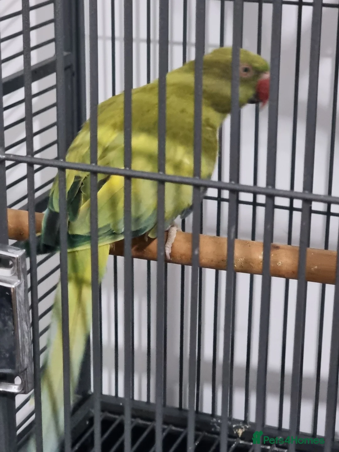Ringnecks birds for sale: Beautiful rare ringneck talking parrot  - Advert 2