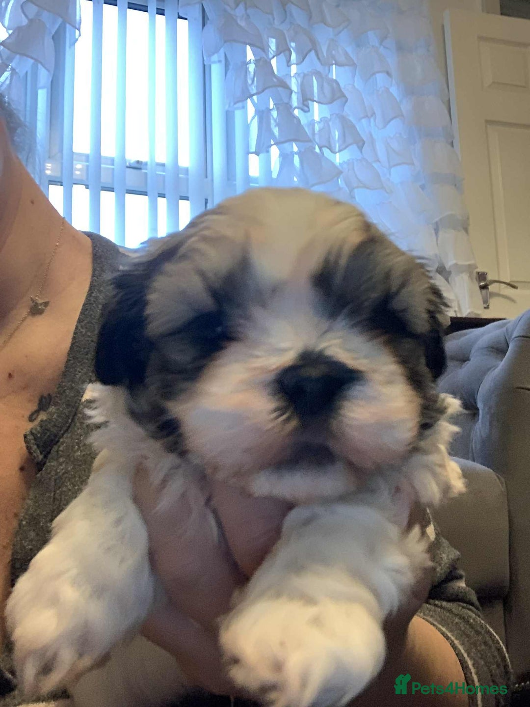 Shih Tzu dogs for sale: Shih tzu - Advert 2