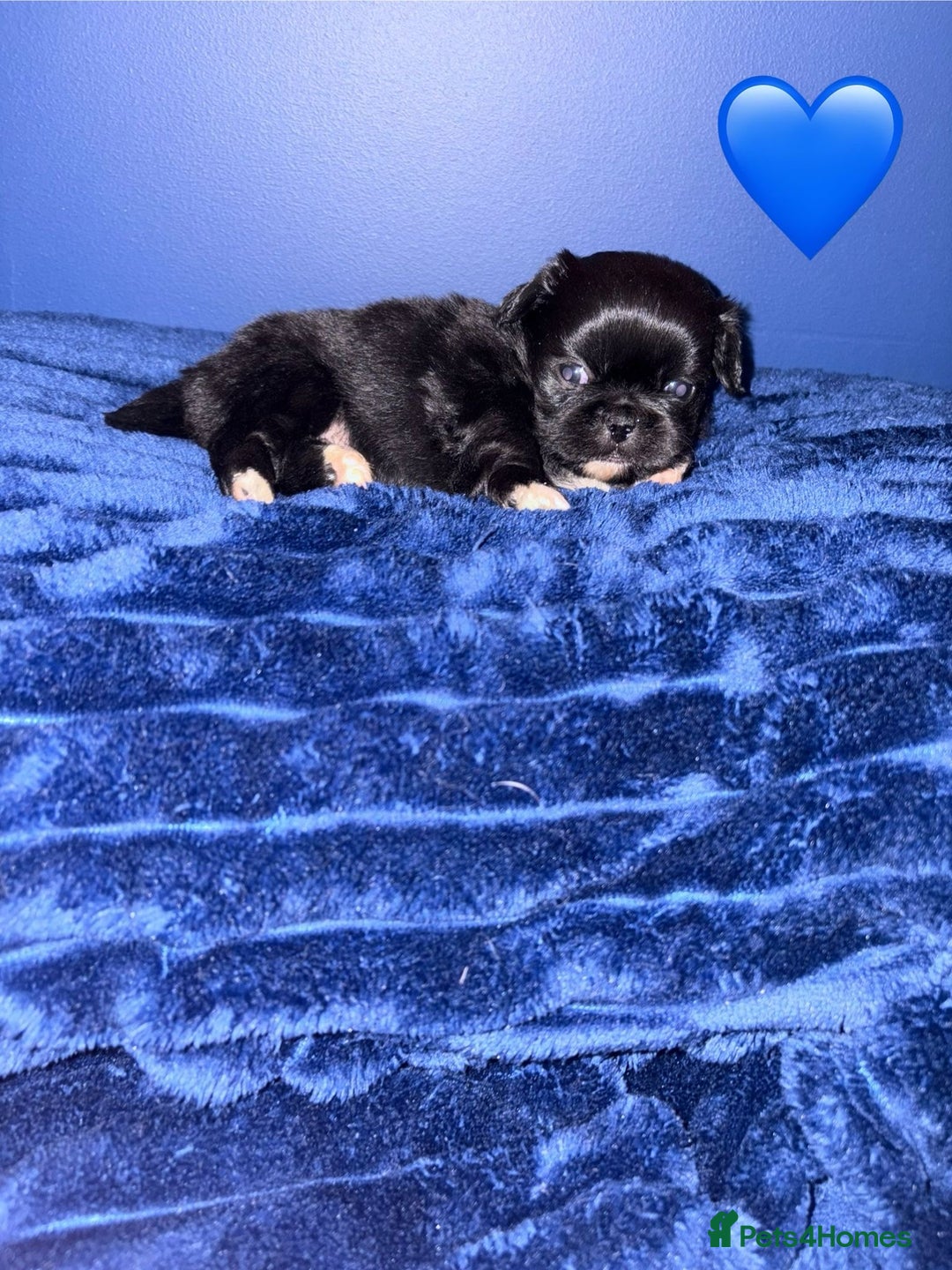 Pekingese dogs for sale: Adorable Pekingese puppies - Advert 5