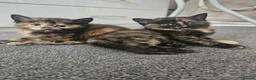 Mixed Breed cats for sale: Beautiful mixed ginger calico kittens for sale - Advert 13