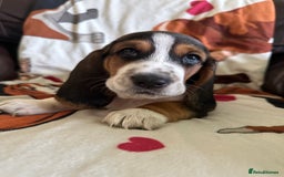 Basset Hound dogs for sale: Basset hound boys available - Image 5