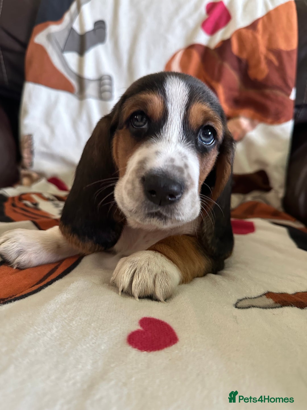 Basset Hound dogs for sale: Basset hound boys available - Image 5