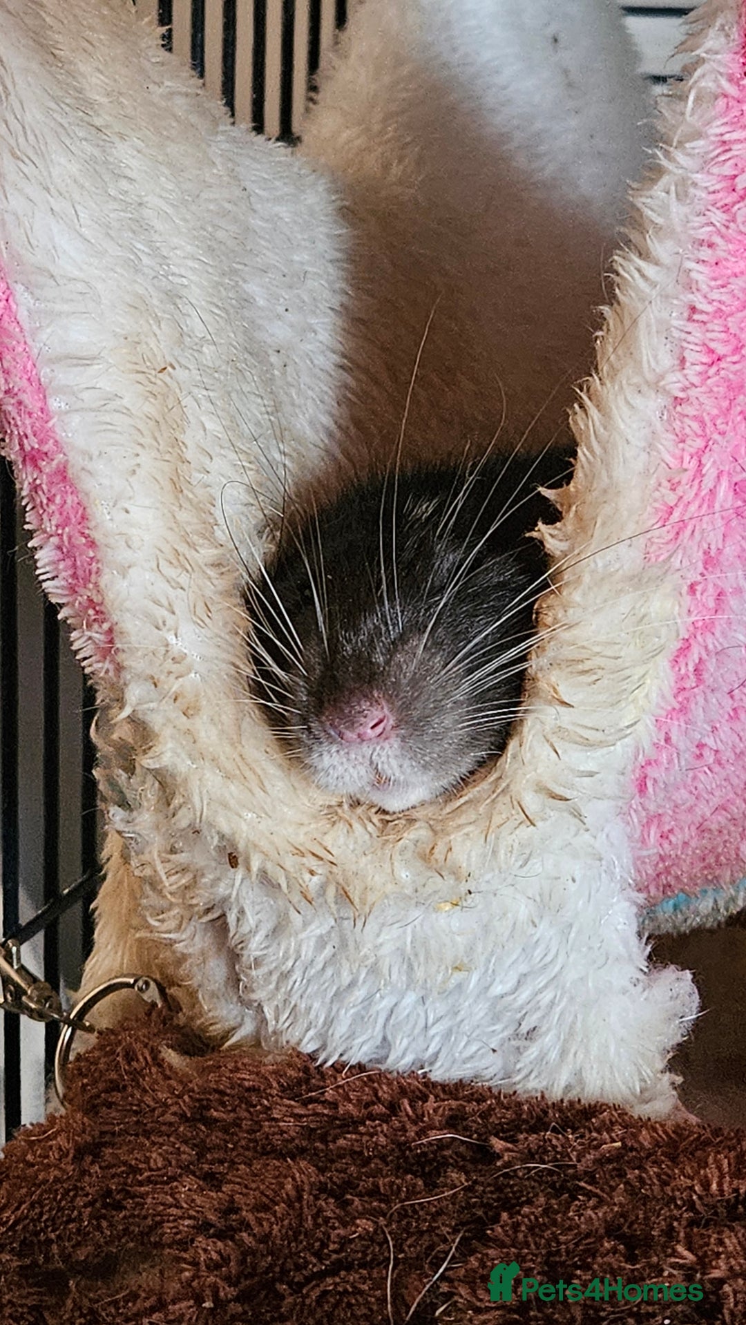 Rat rodents for sale: X3 Male Rats & Cage (cage can be sold seperately) - Advert 9