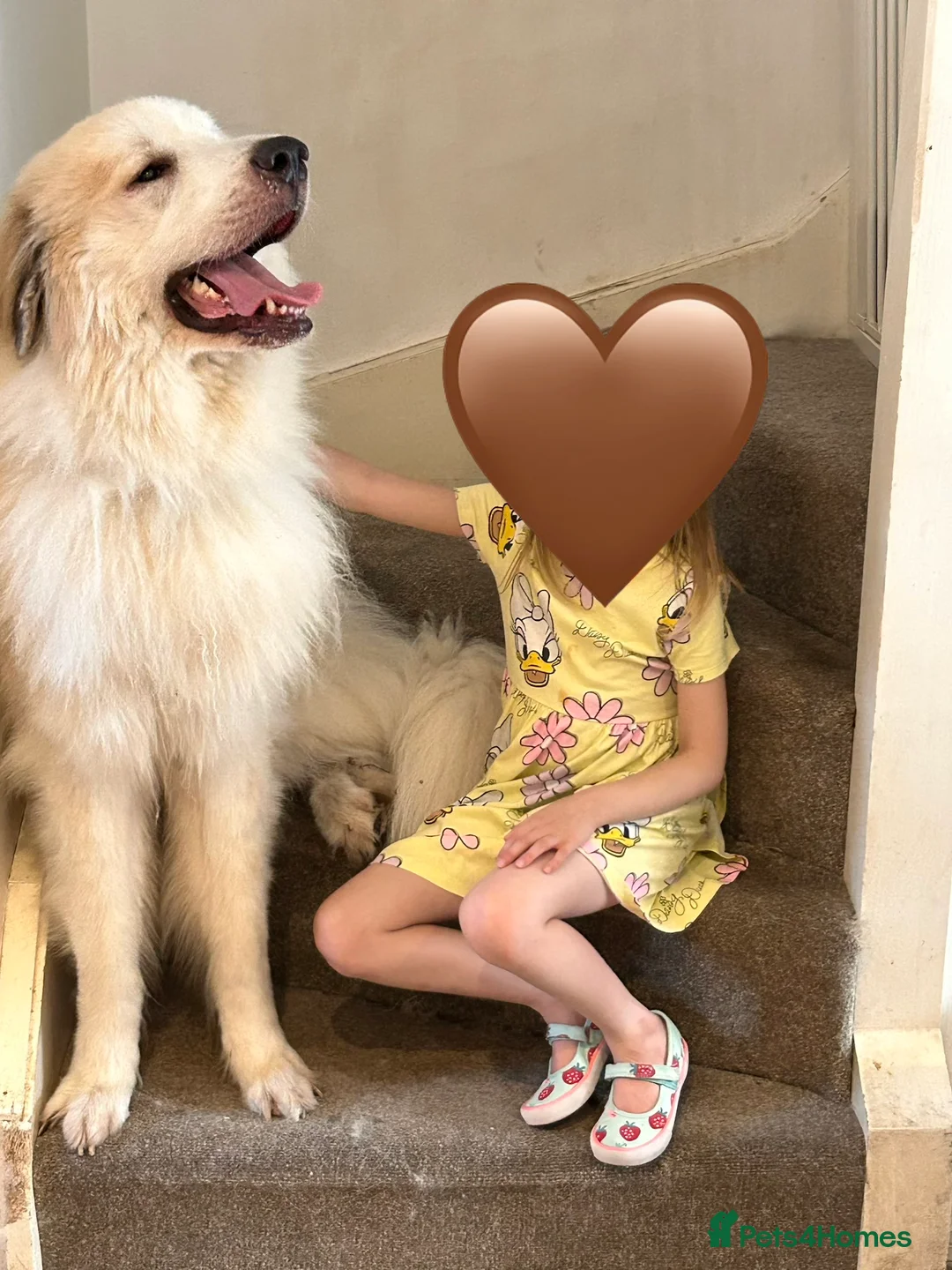 Pyrenean Mountain Dog dogs for stud: KC registered Pyrenean Mountain Dog for stud - Advert 3