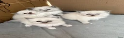 Ragdoll cats for sale: Full breed ragdoll kittens - Advert 7
