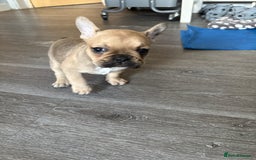 French Bulldog dogs for sale: 3 beautiful girls  - Image 2