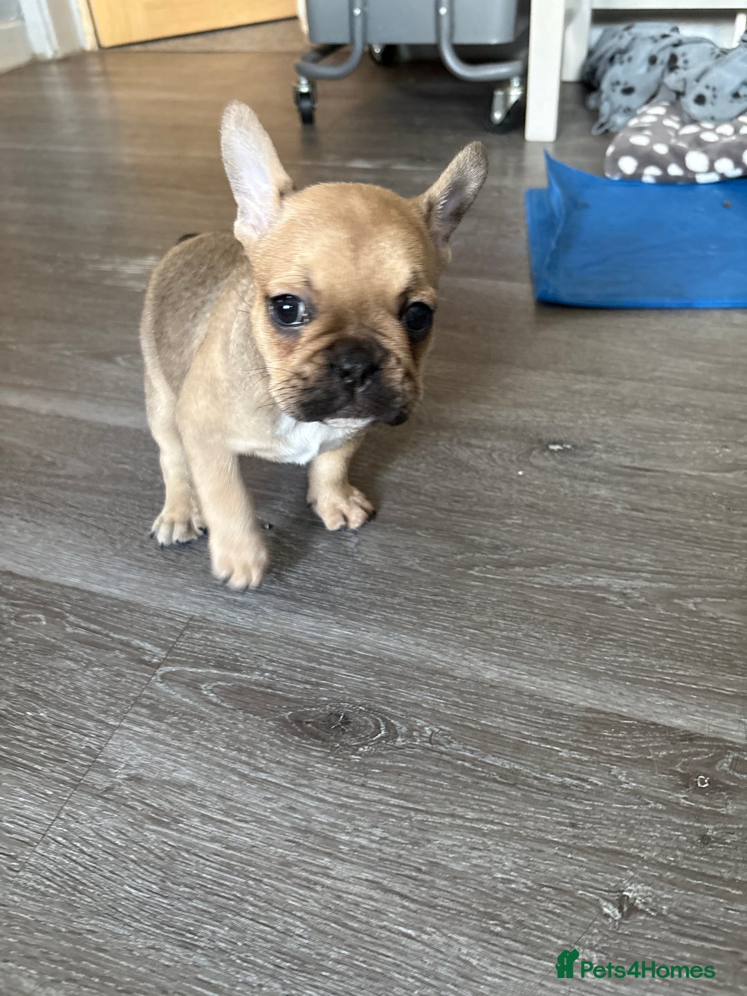 French Bulldog dogs for sale: 3 beautiful girls  - Image 2