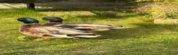 Mixed Breed birds for sale: 2x male call ducks in Ipswich - Advert 10