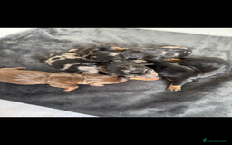 Miniature Dachshund dogs for sale: Beautiful miniature dachshund puppies - Image 3