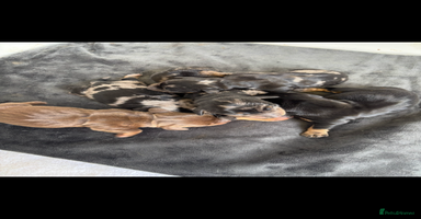 Miniature Dachshund dogs - Advert 12