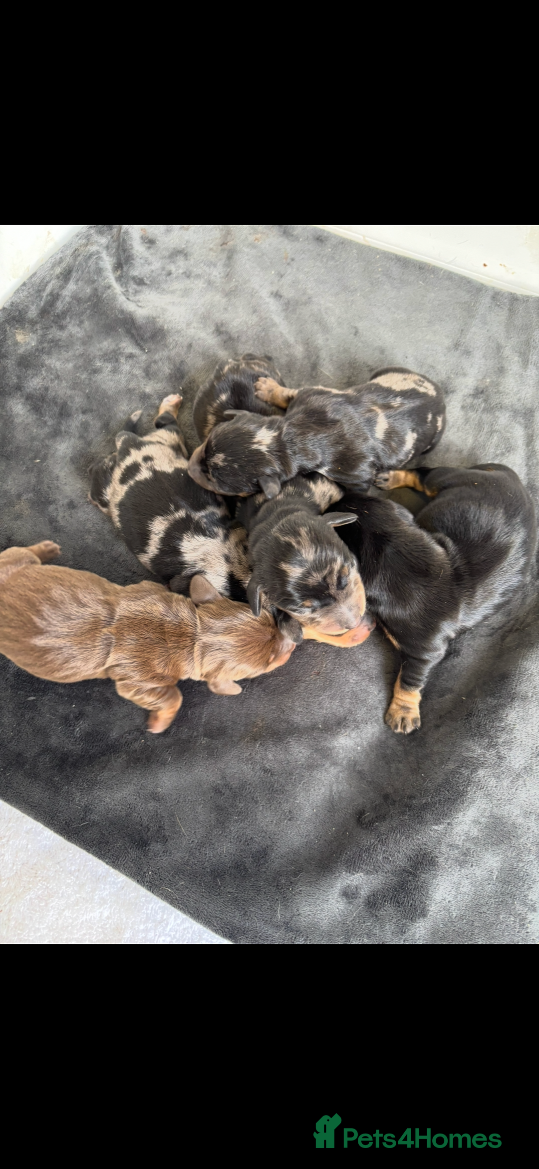 Miniature Dachshund dogs for sale: Beautiful miniature dachshund puppies - Image 3