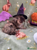 Cockapoo dogs - Advert 1