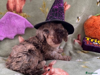 Cockapoo dogs - Advert 11