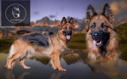 German Shepherd dogs for sale: German Shepherd Puppies - Image 1