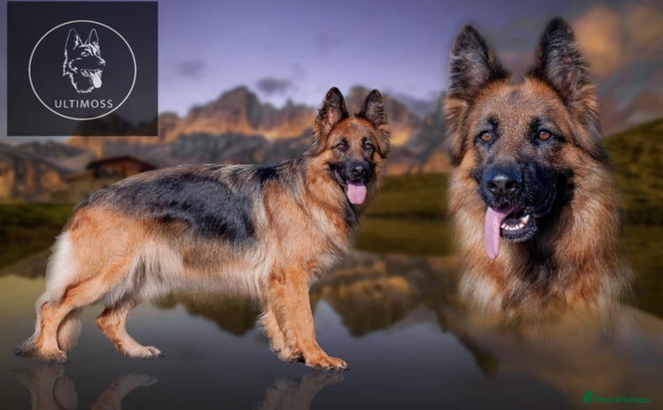 German Shepherd dogs - Advert 9